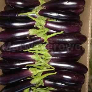 AUBERGINE