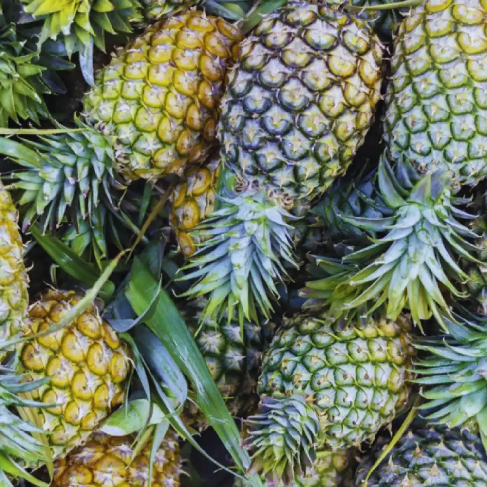 Buy Pineapple Online