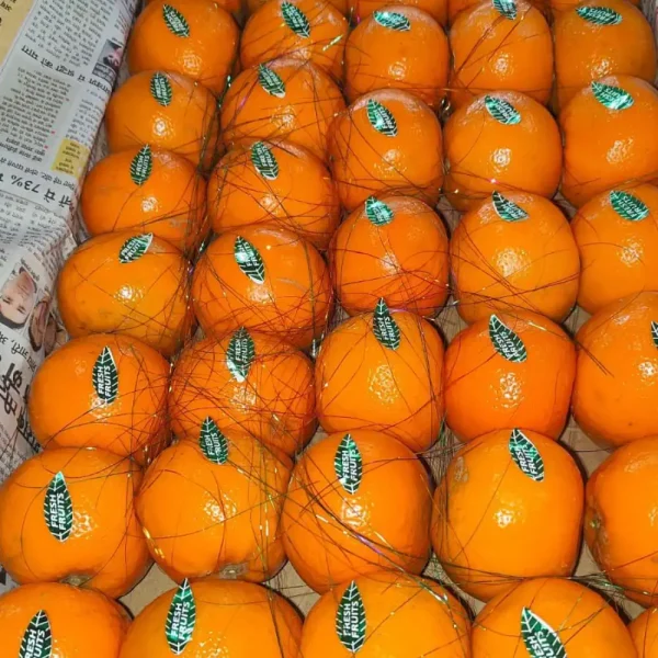 Buy Oranges in Bulk