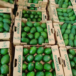 Buy Avocado Online