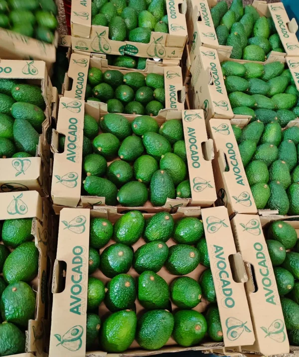 Buy Avocado Online