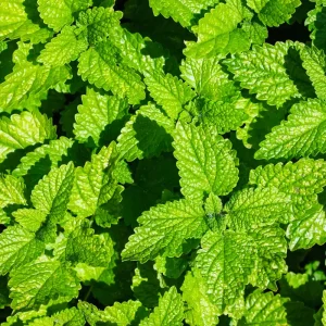 Buy Lemon Balm Leaves