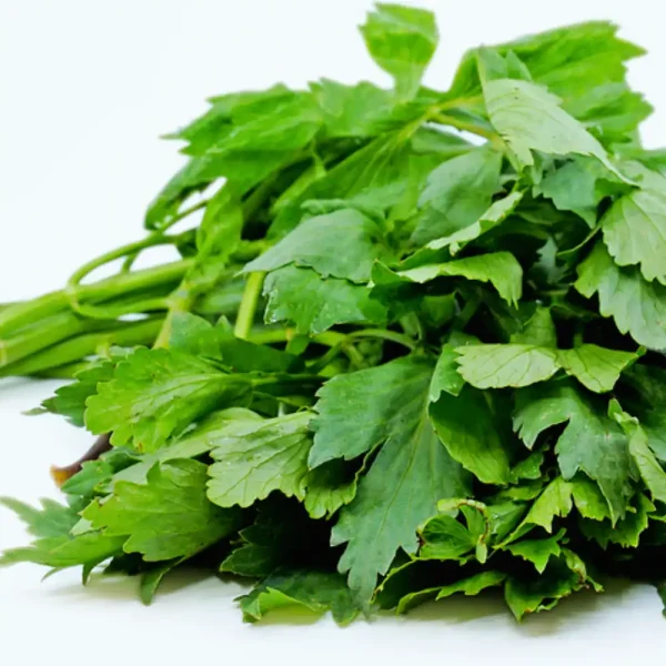 Buy Lovage Online in Bulk
