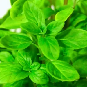 Buy Marjoram Online