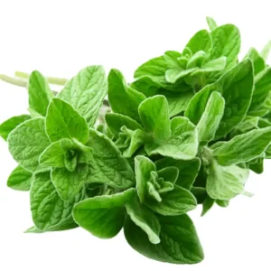 Buy Oregano Herb