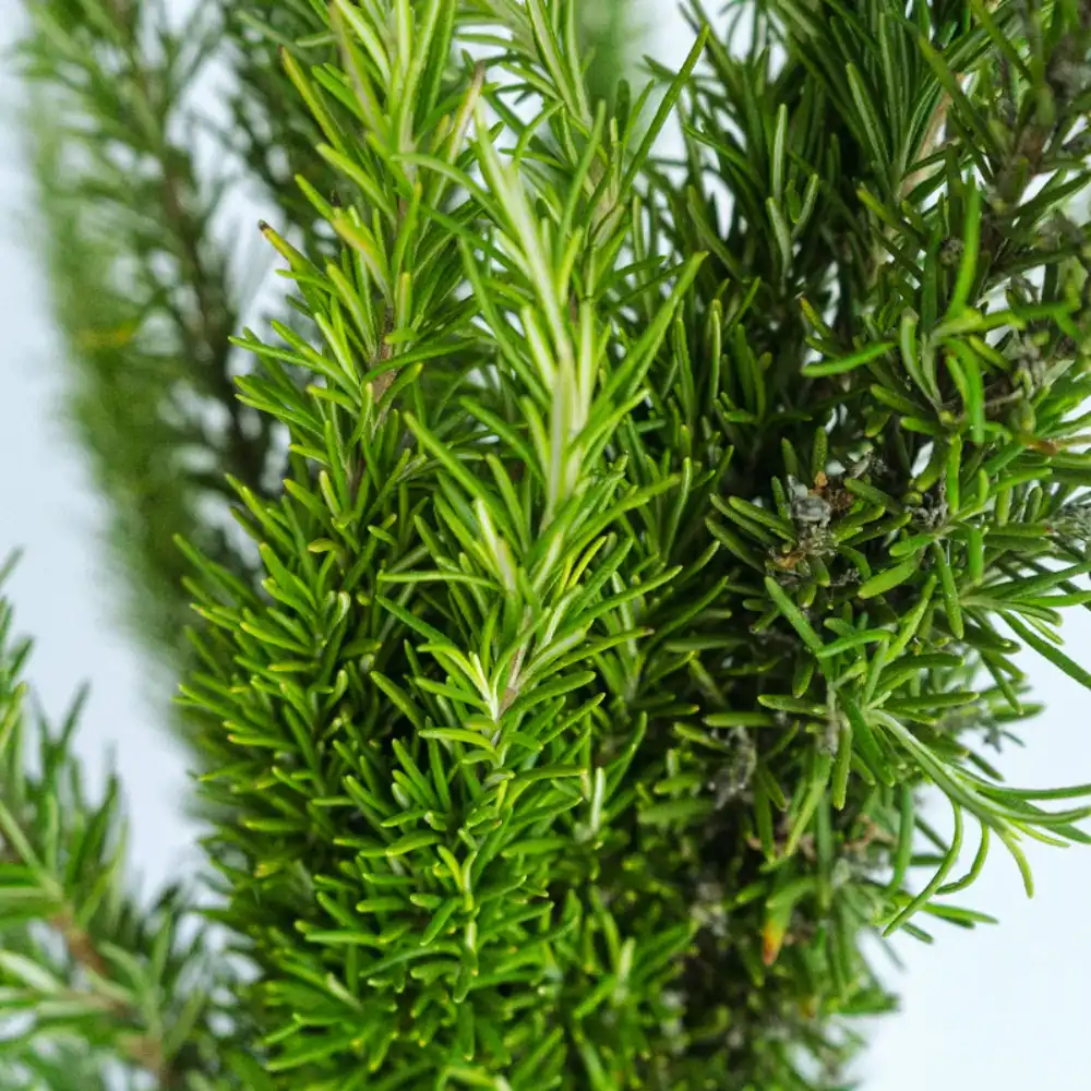 Buy Rosemary Online