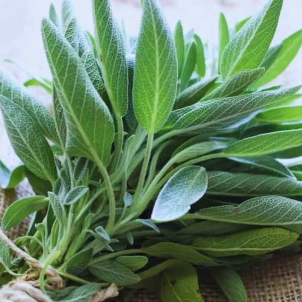 Buy Sage Online