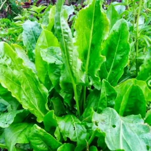 Buy Sorrel Herb