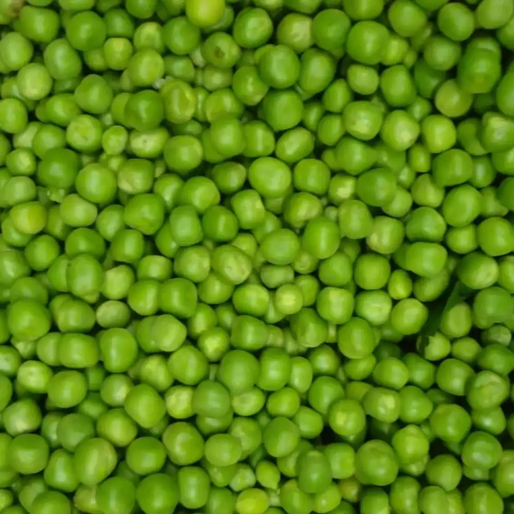 Wholesale Bulk Garden Peas